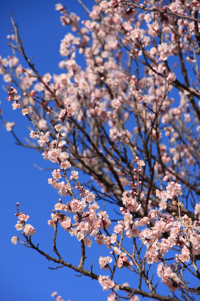 梅の花