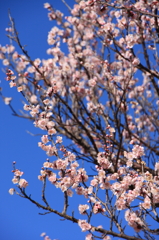 梅の花