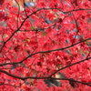 花貫渓谷の紅葉