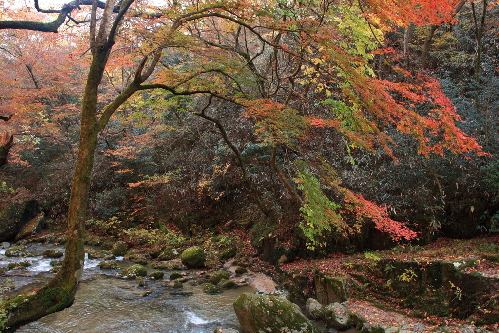 花貫渓谷の紅葉