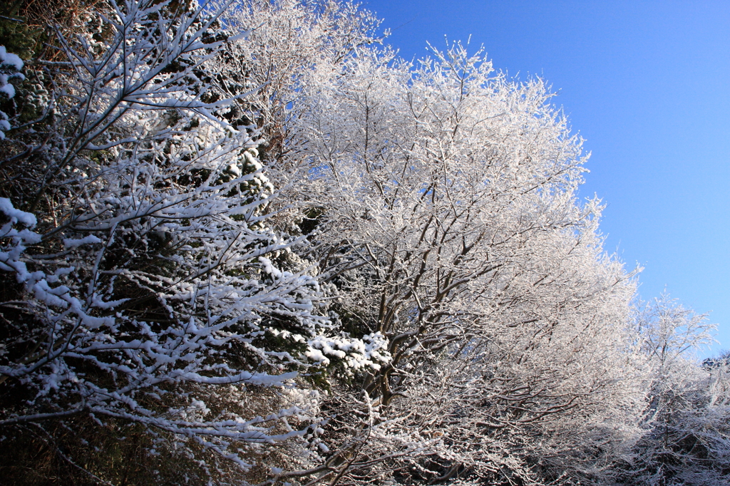 雪景色