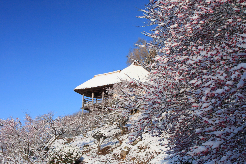 梅林の雪景色