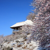 梅林の雪景色