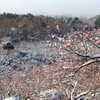 梅林の雪景色