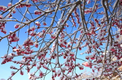 紅梅に残雪