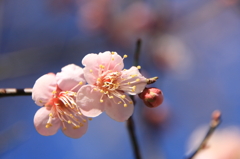 梅の花