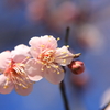 梅の花