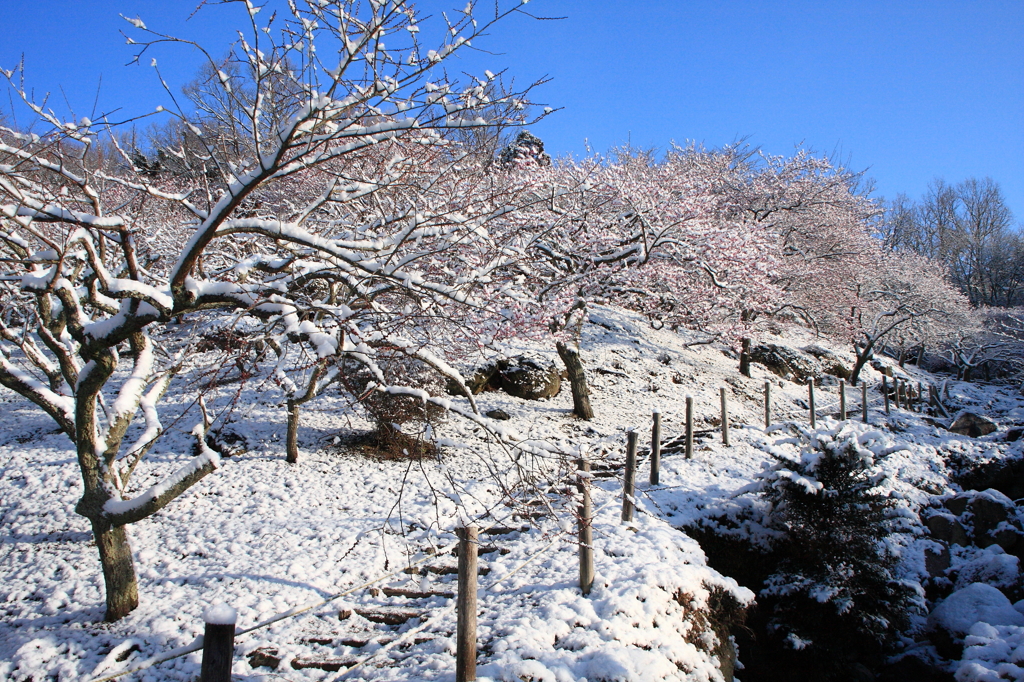 梅林の雪景色