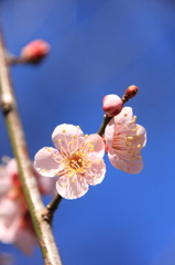 梅の花