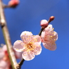 梅の花