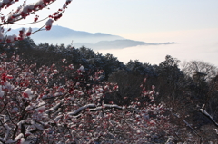 筑波山梅林と霧海