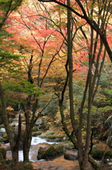 花貫渓谷の紅葉