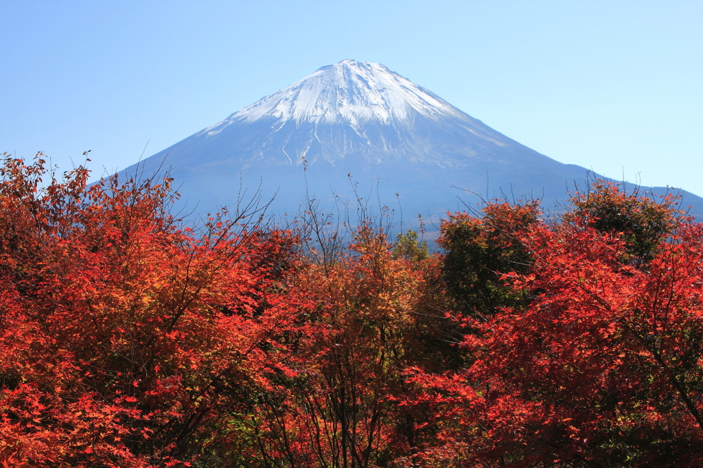 紅葉台からの富士山