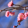 梅の花