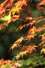 花貫渓谷の紅葉