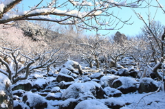 梅林の雪景色