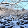 梅林の雪景色