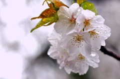 桜の涙