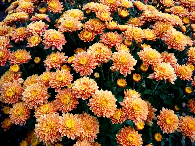 花1