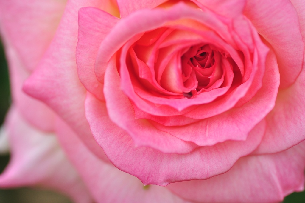 PinkRose2