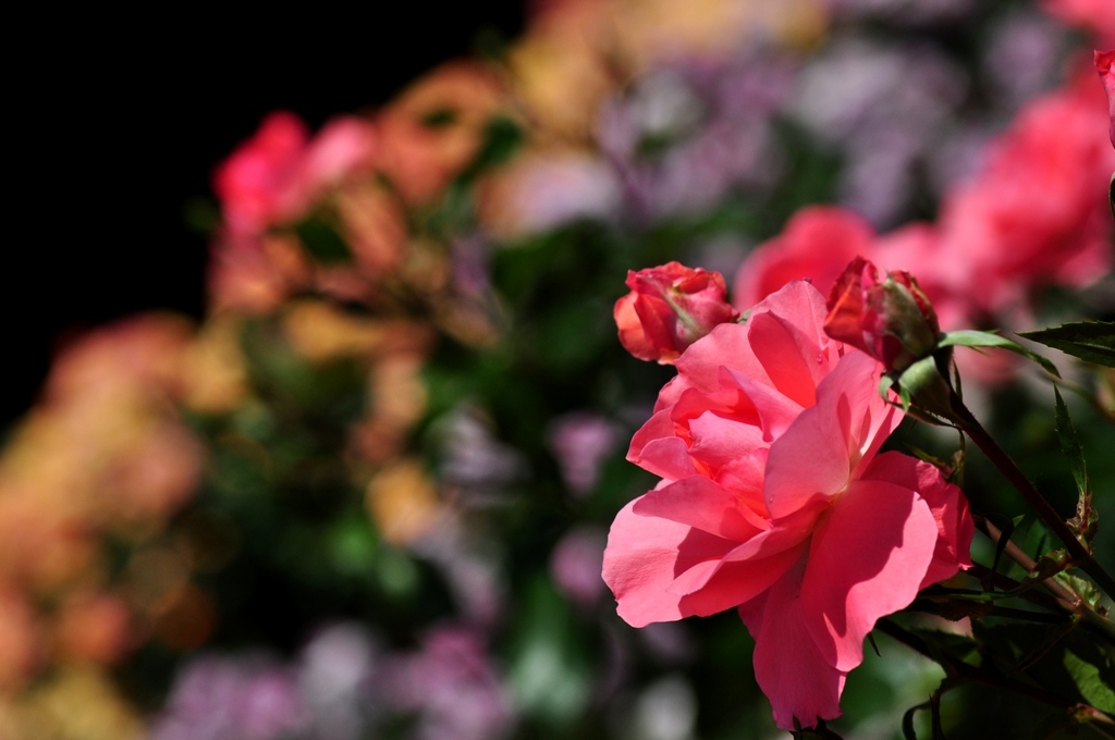 薔薇の群れ3