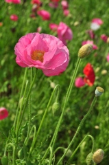 poppy