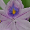 ホテイアオイ2010NO.5
