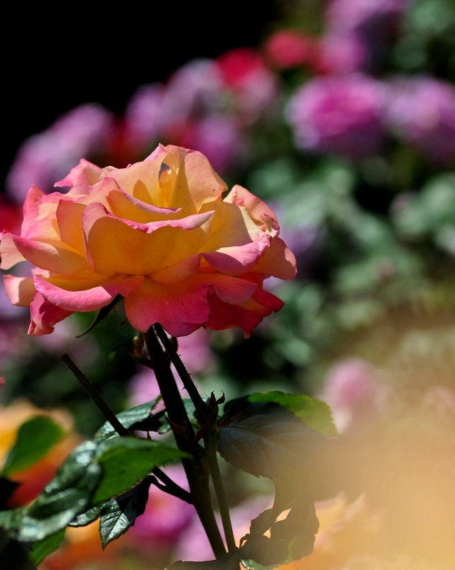 薔薇の群れ4