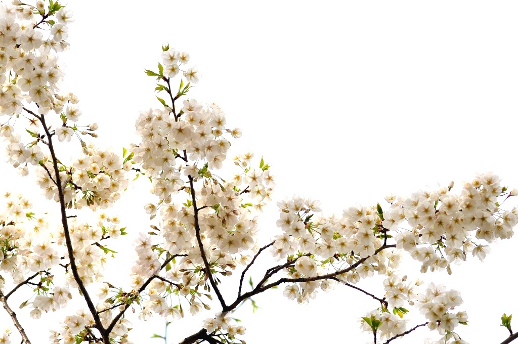 sakura