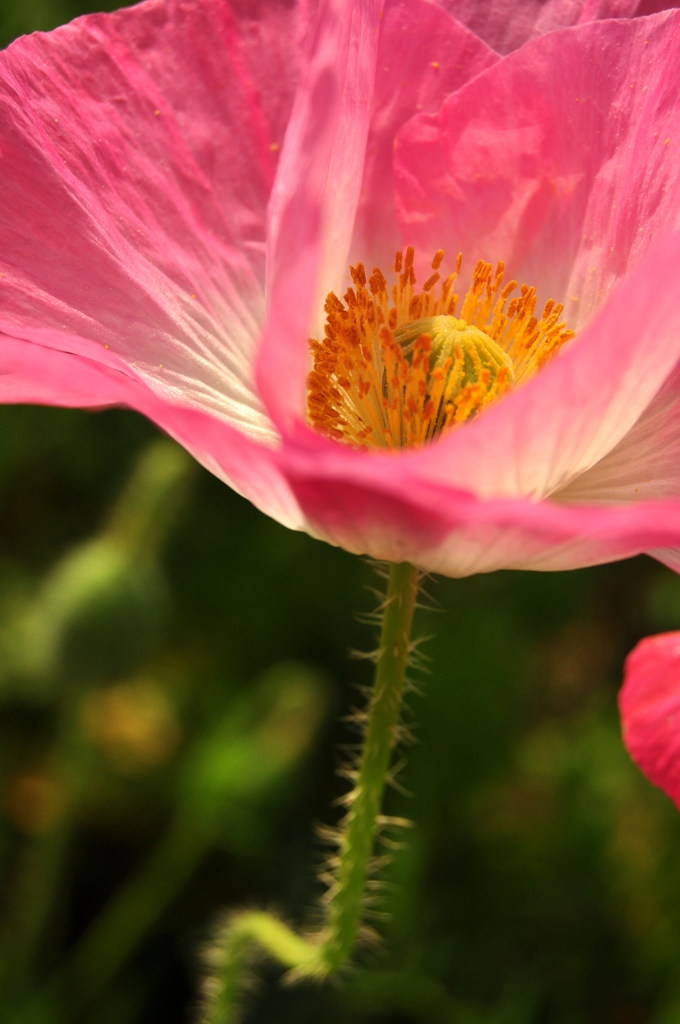 poppy2
