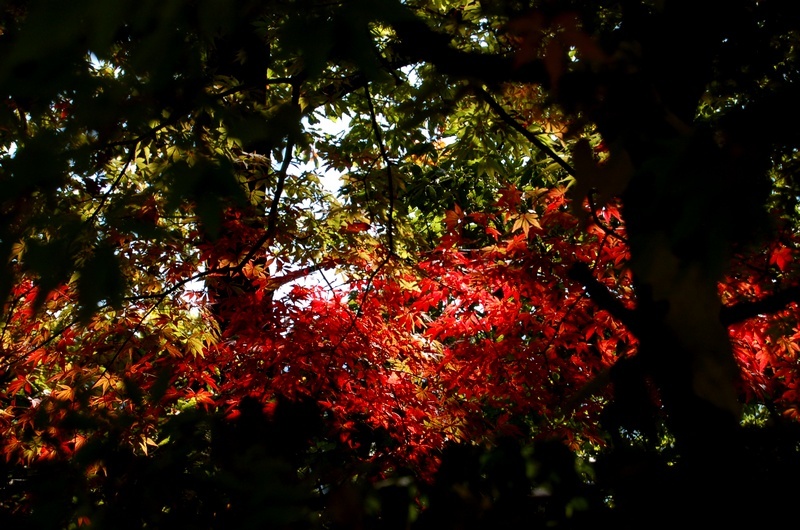 紅葉