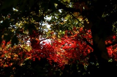 紅葉