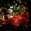 紅葉