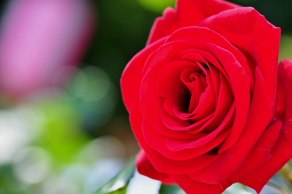 赤い薔薇