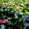 睡蓮の池