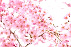 桜桜桜2