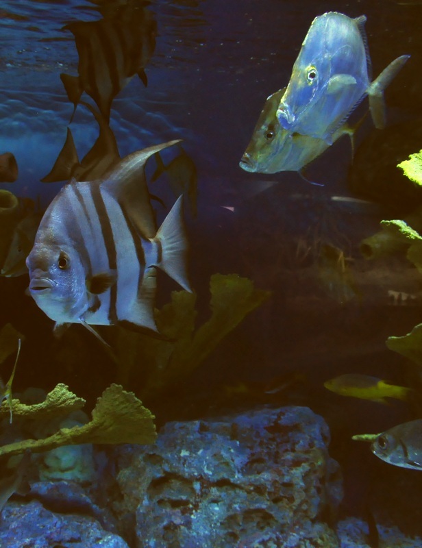 魚の世界