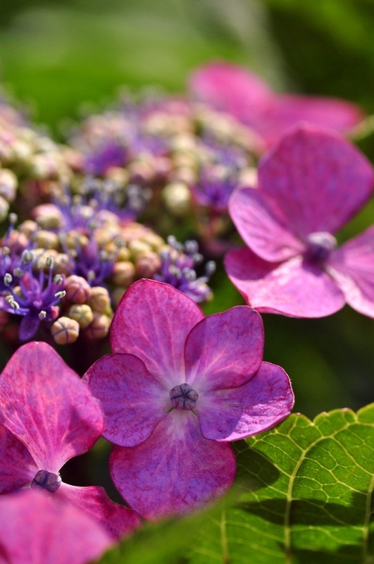 紫陽花