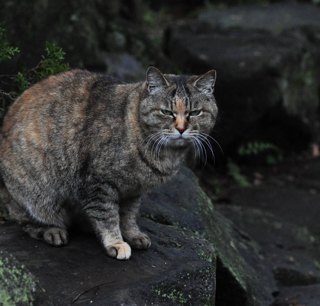 にゃんだよ、見るんじゃにゃいよ。
