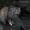にゃんだよ、見るんじゃにゃいよ。