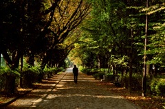 紅葉散歩道