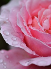 PinkRose1