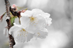 雨に濡れて・・