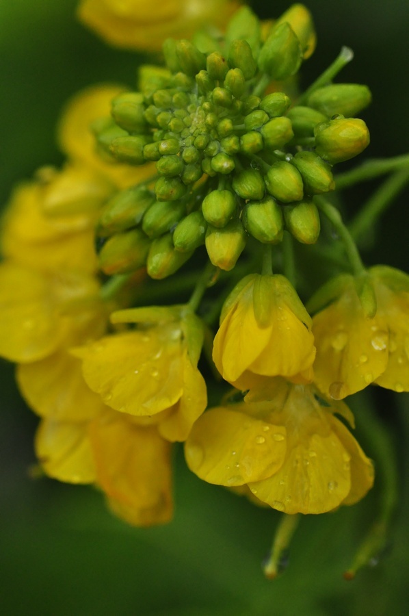 菜の花