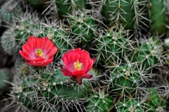 サボテンの花3