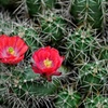 サボテンの花3