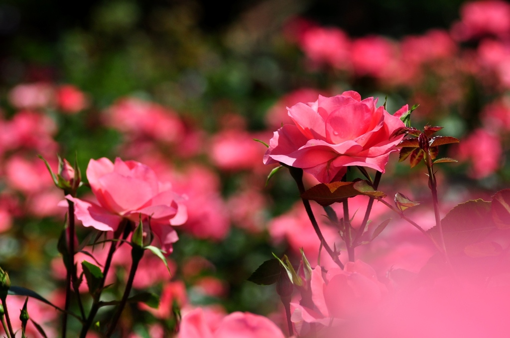 薔薇の群れ2