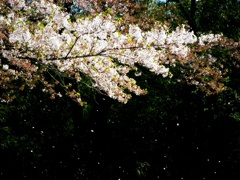 桜吹雪