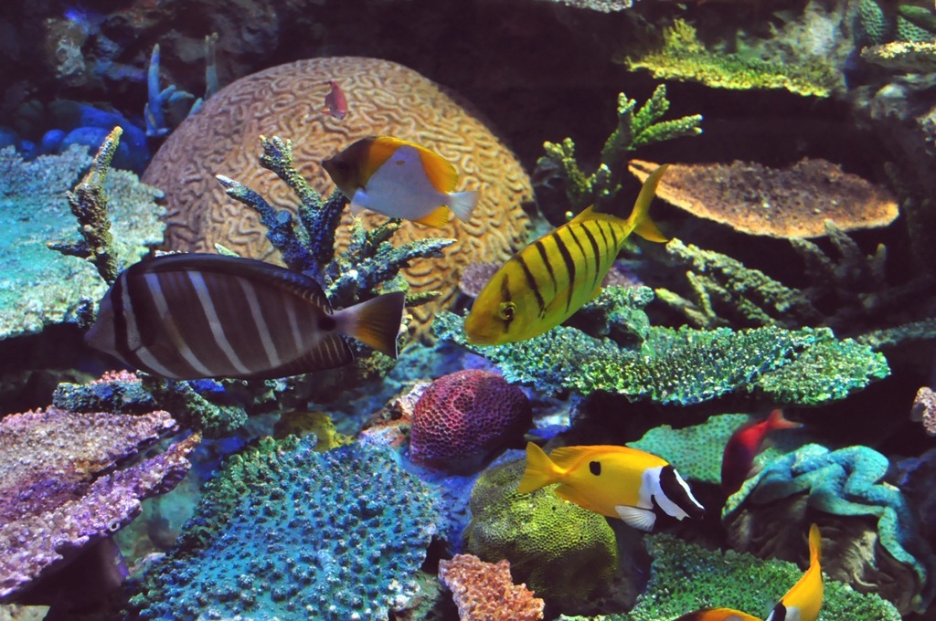 魚の世界3