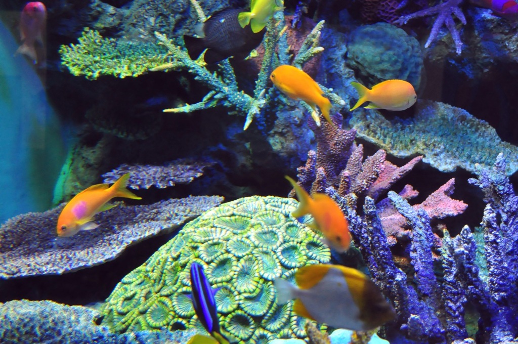 魚の世界2